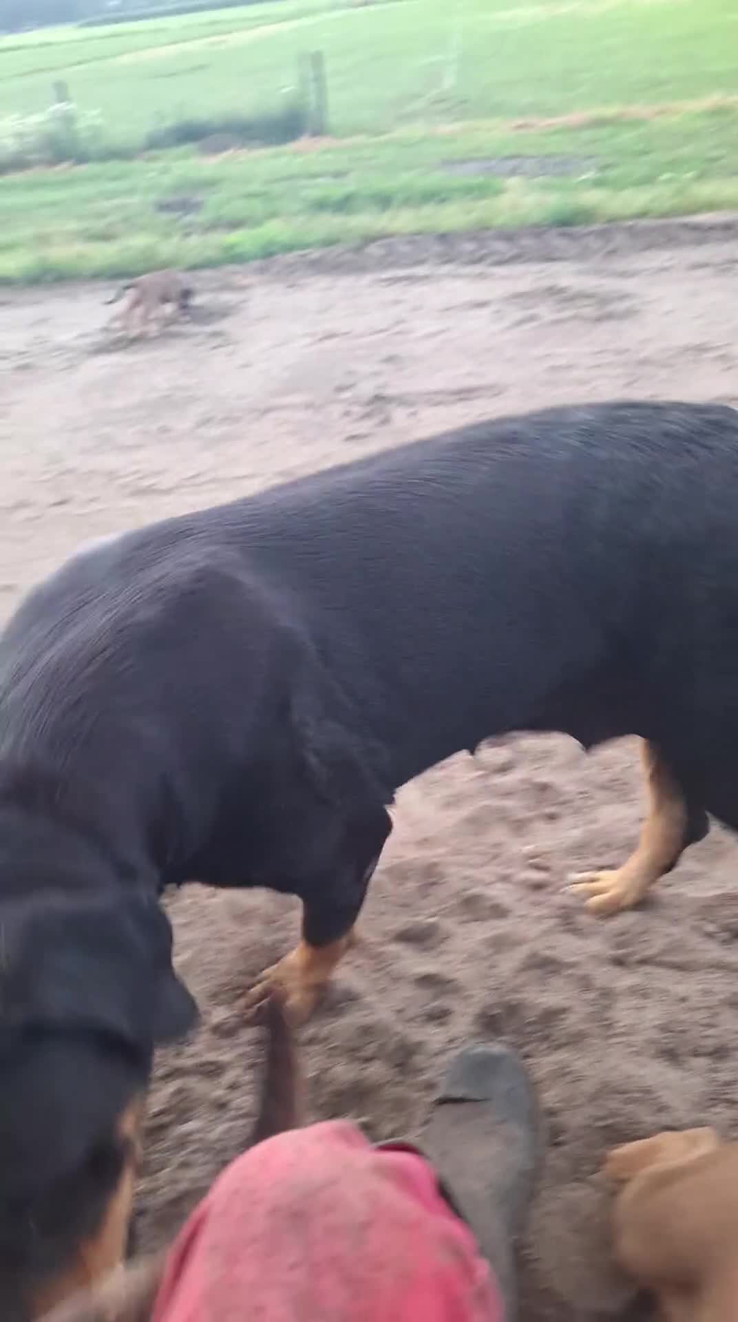 Kruising honden te koop: Ontzettend sociale lieve pups te koop - Video 3