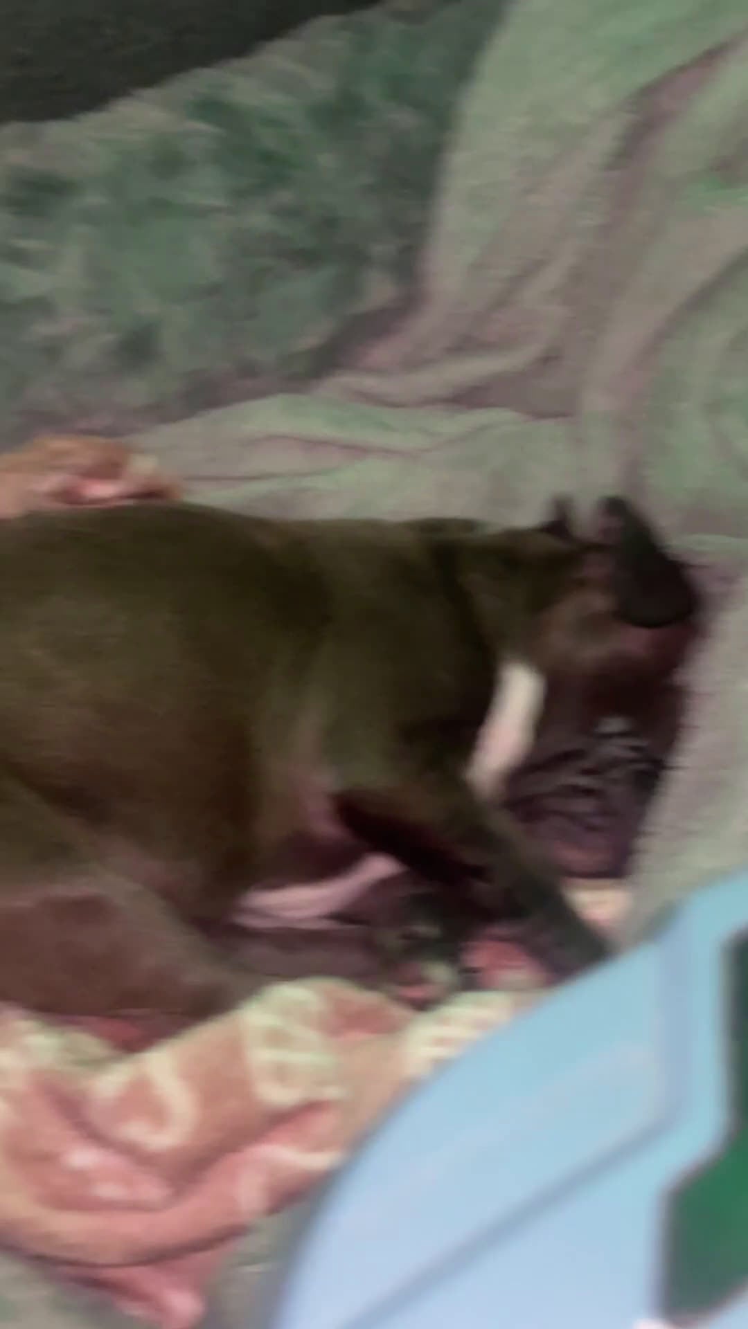 Franse Bulldog honden te koop: franse bulldog blue tan teefje - Video 1