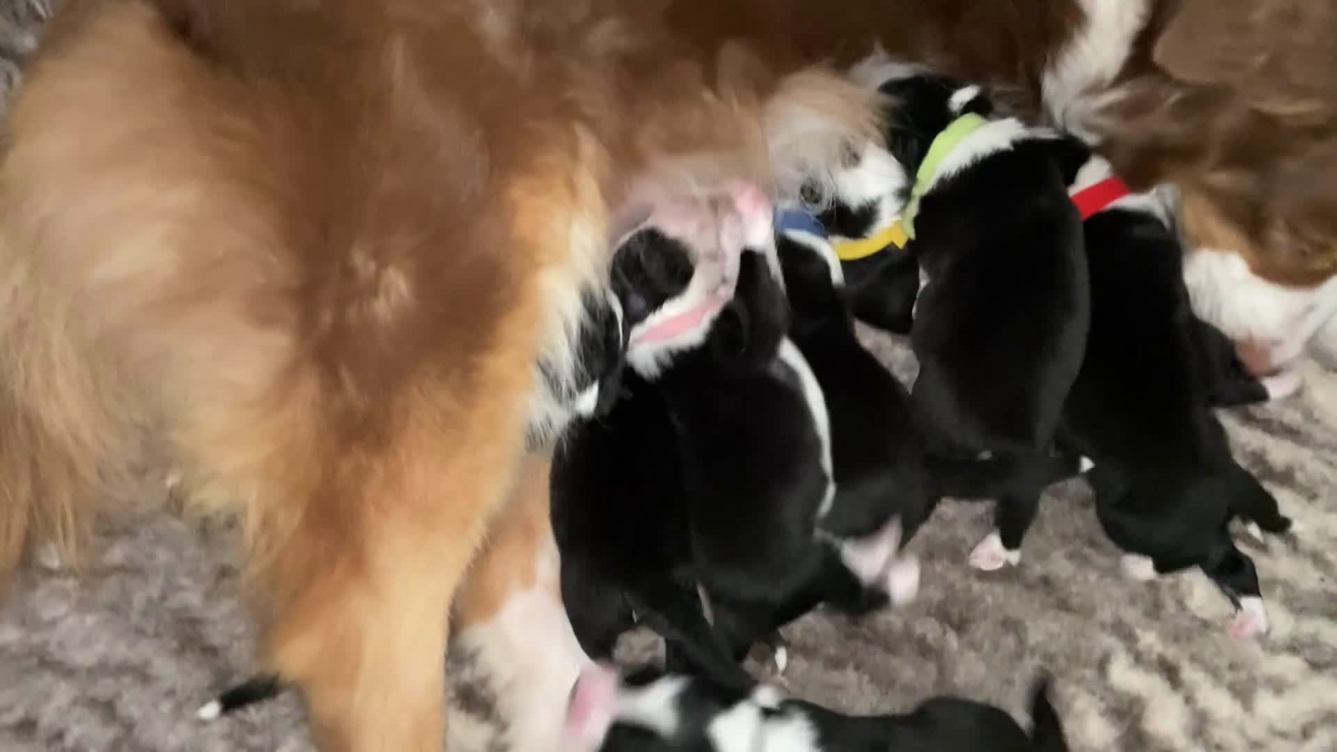 Australian Shepherd honden te koop: Australian Shepherd pups - Video 5