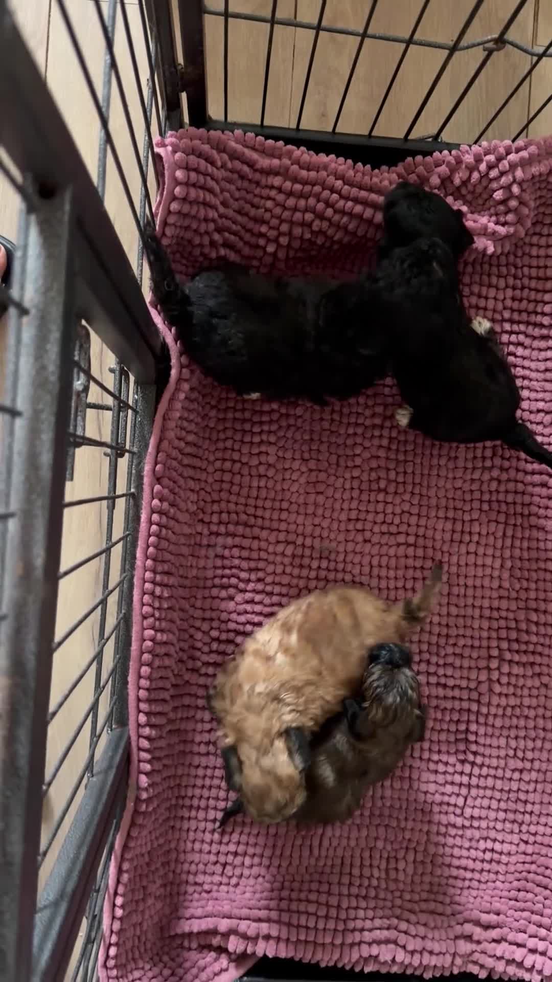 Poedel Toy honden te koop: 4 toy poedel pupjes reutjes  - Video 2