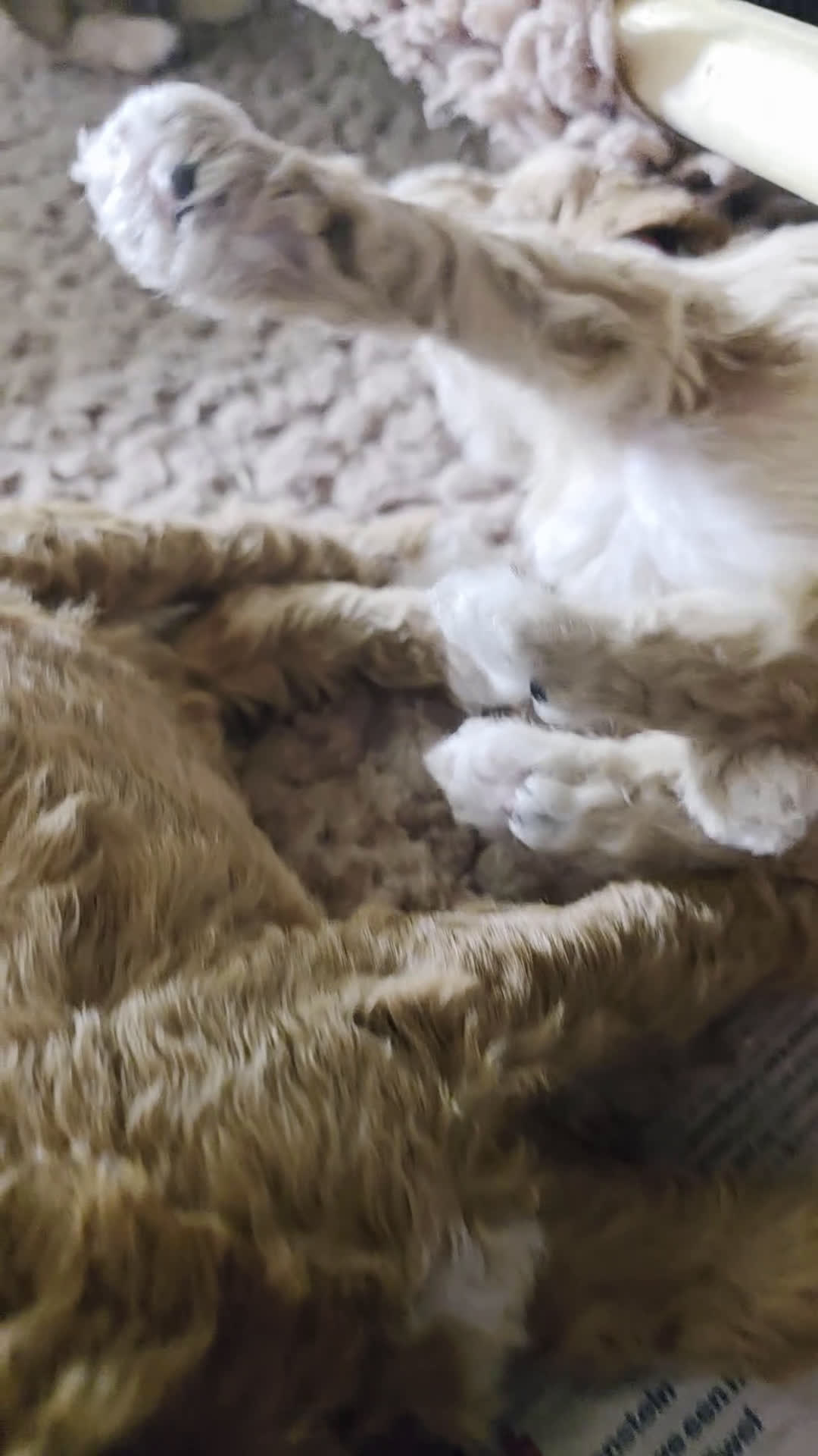 Goldendoodle honden te koop: 🐶 Goldendoodle pups medium - Video 1