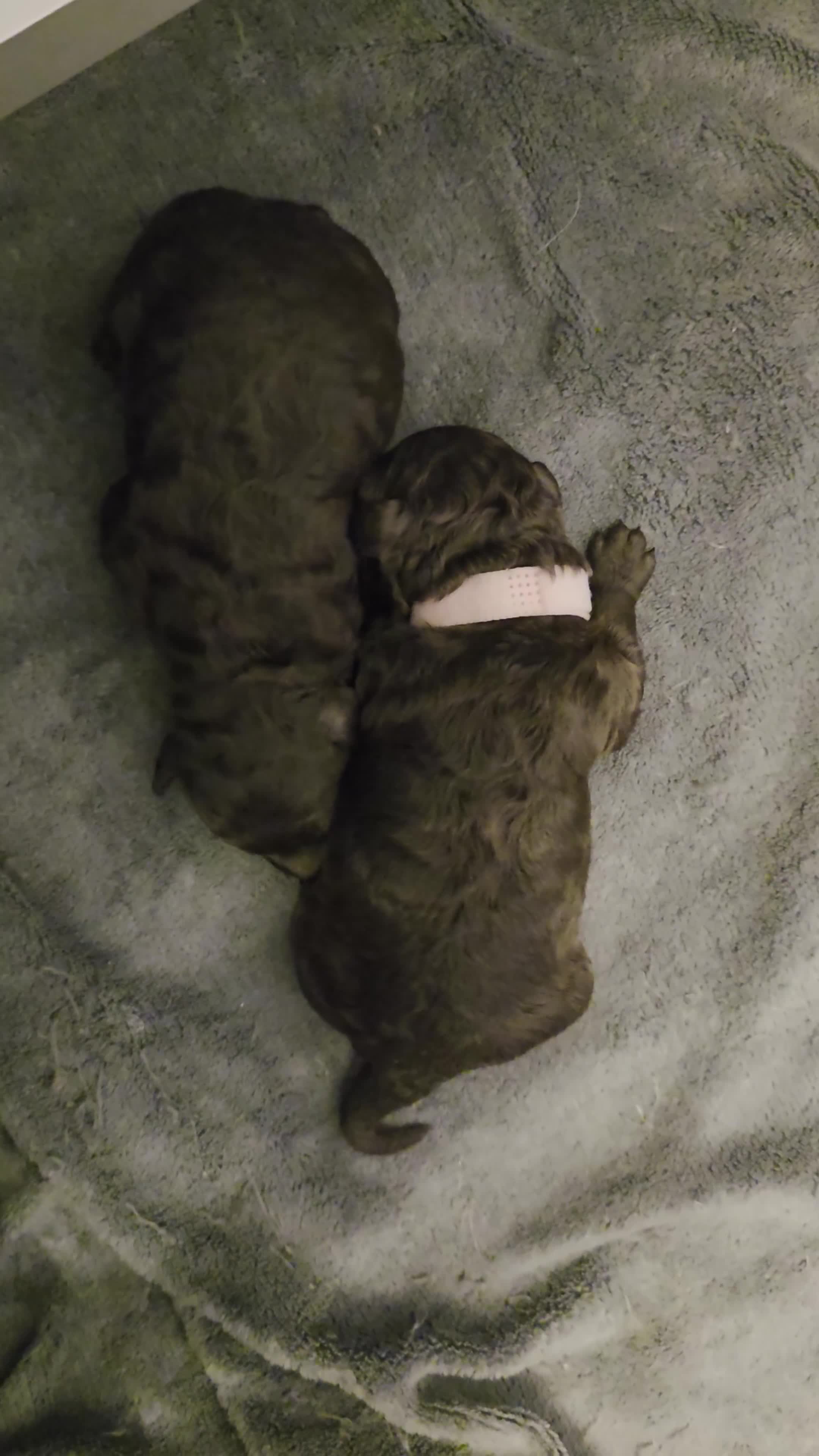 Dwergpoedel honden te koop: 2 choco toypoedel puppy's geboren - Video 2