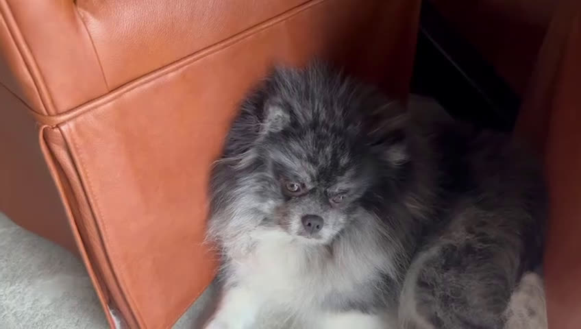 Kruising honden te koop: Teddydog  - Video 1