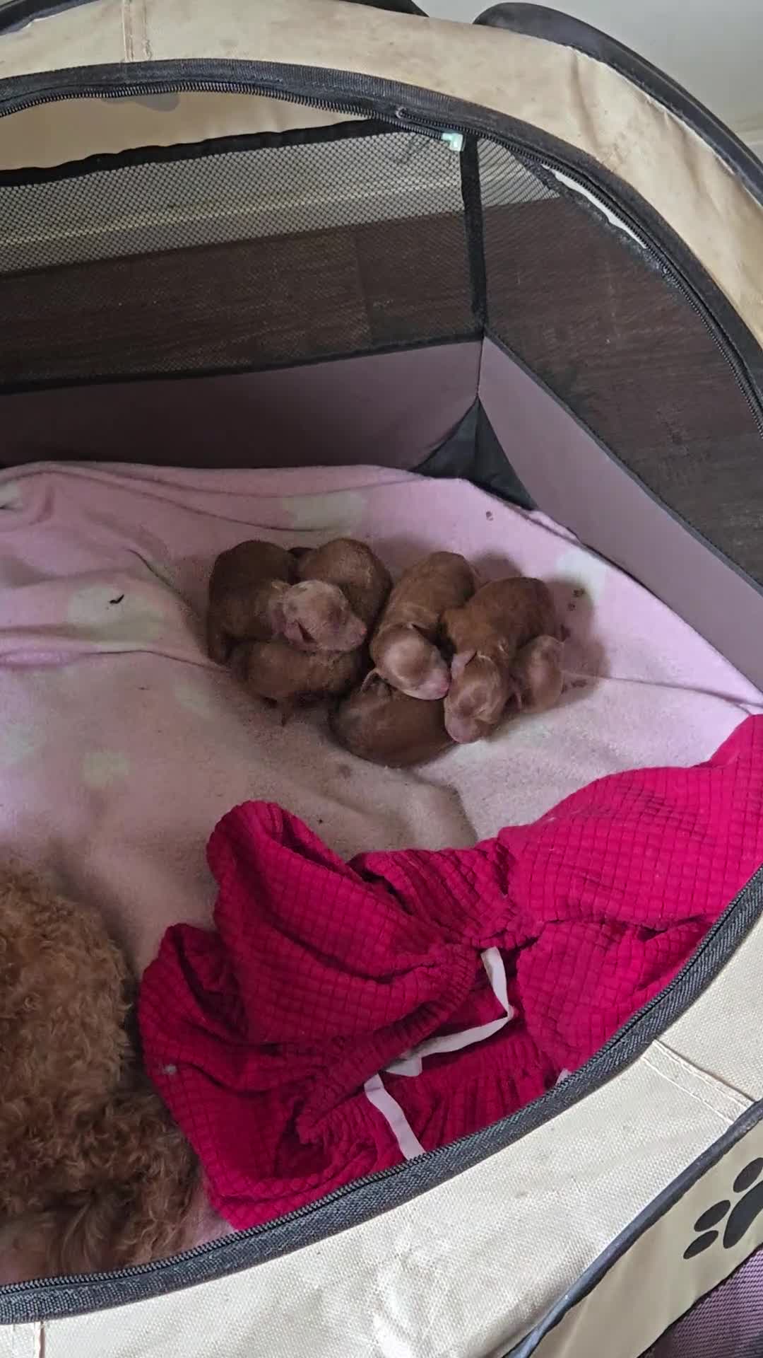 Poedel Toy honden te koop: Hoera...een vijfling geboren❣️ - Video 1