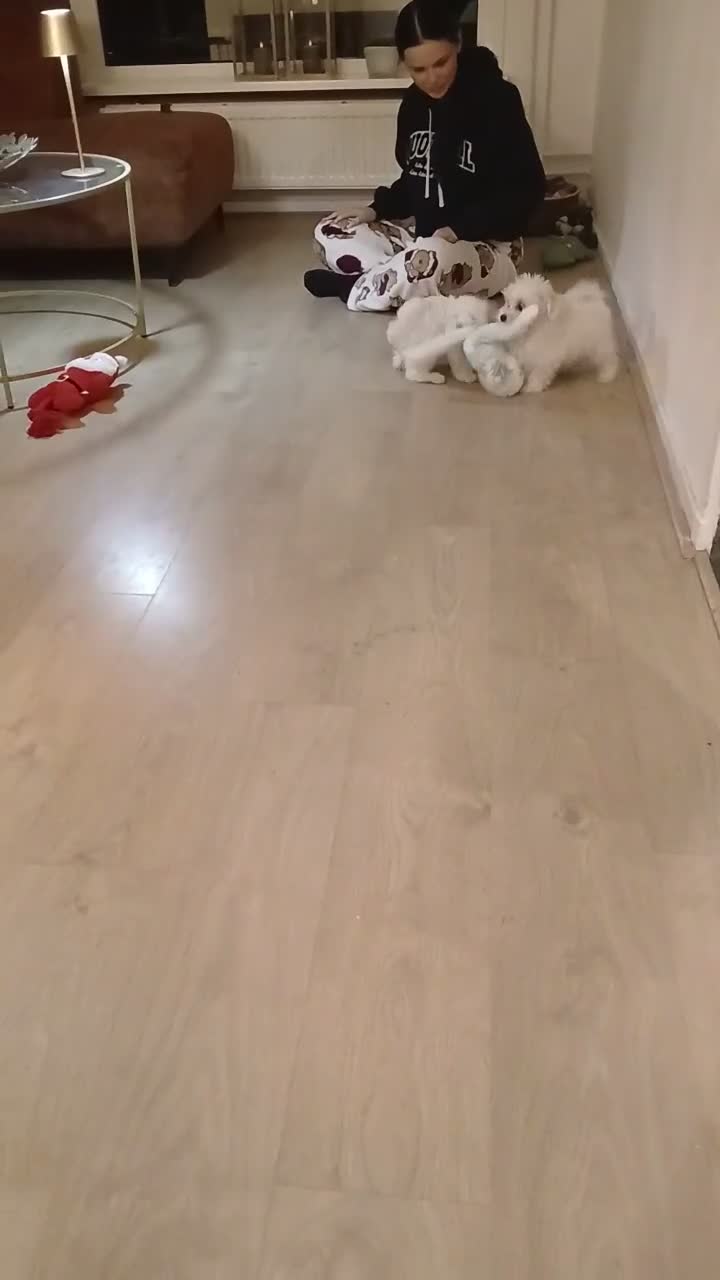 Maltezer honden te koop: Maltezer pups - Video 2