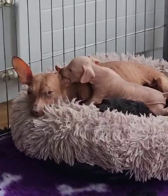 Mexicaanse Naakthond honden te koop: Mexicaanse Naakthond Miniatuur, Xolo, met vacht - Video 3