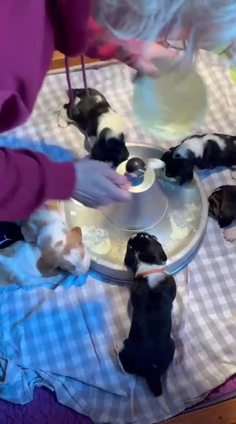 Basset Hound honden te koop: Engelse Basset puppies - Video 1