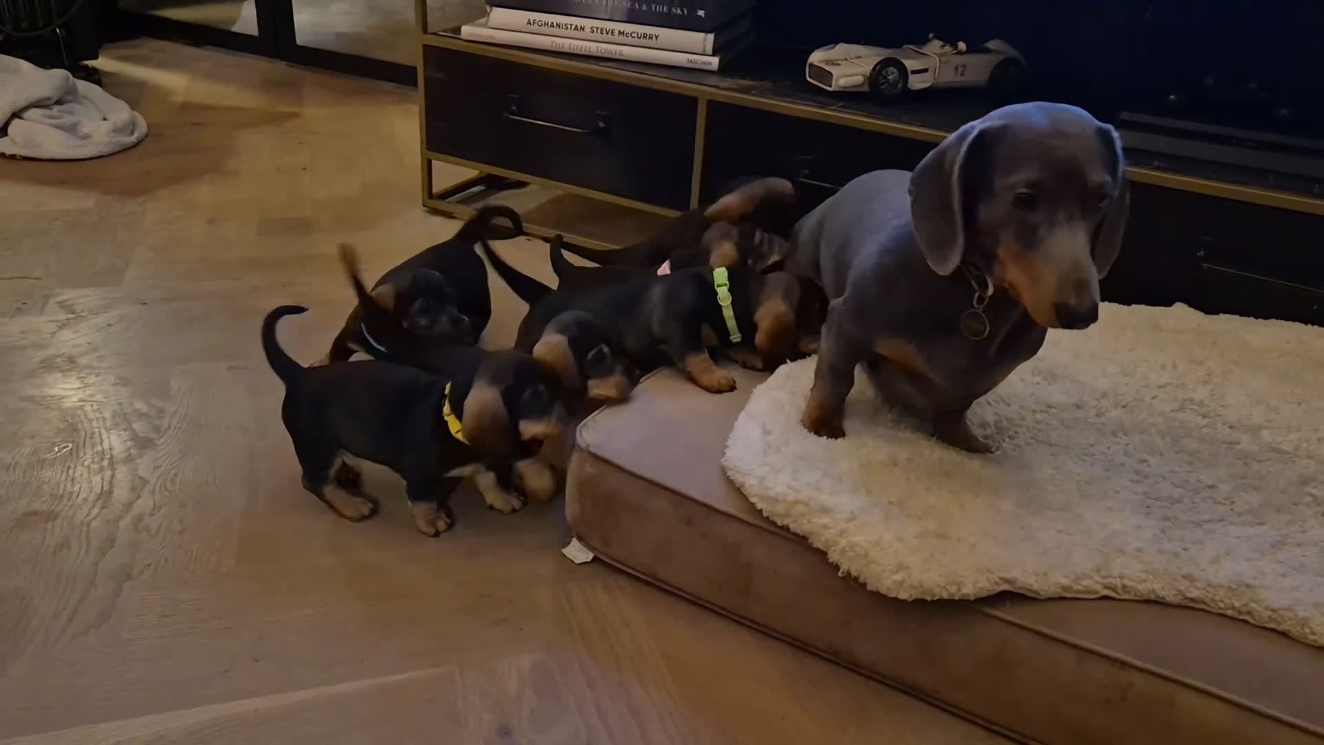 Kruising honden te koop: Zachte ruwhaar teckelpups 2x reu black/tan - Video 2