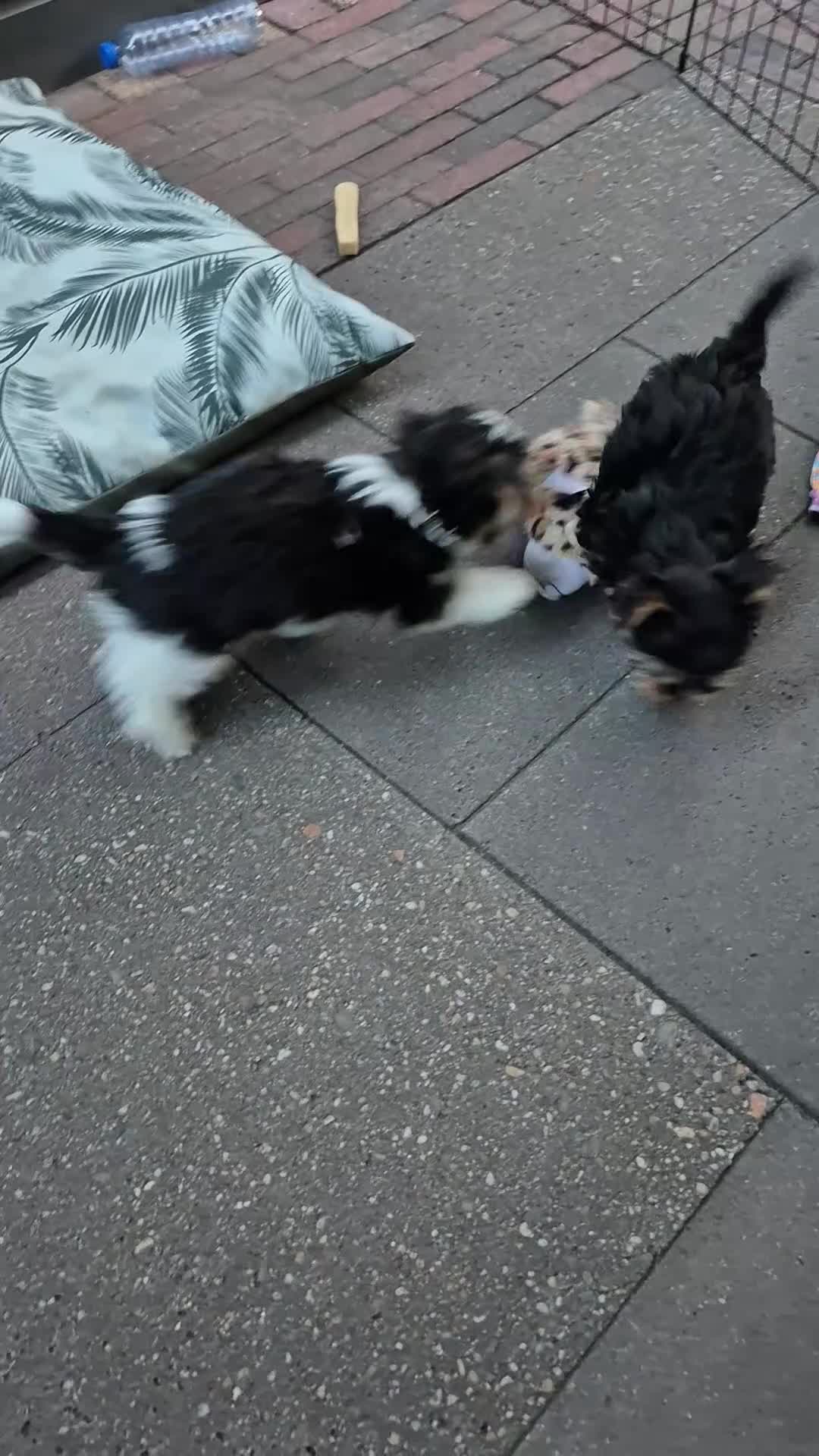 Kruising honden te koop: Biewer yorkshire terriërtjes  in Vriezenveen - Video 1