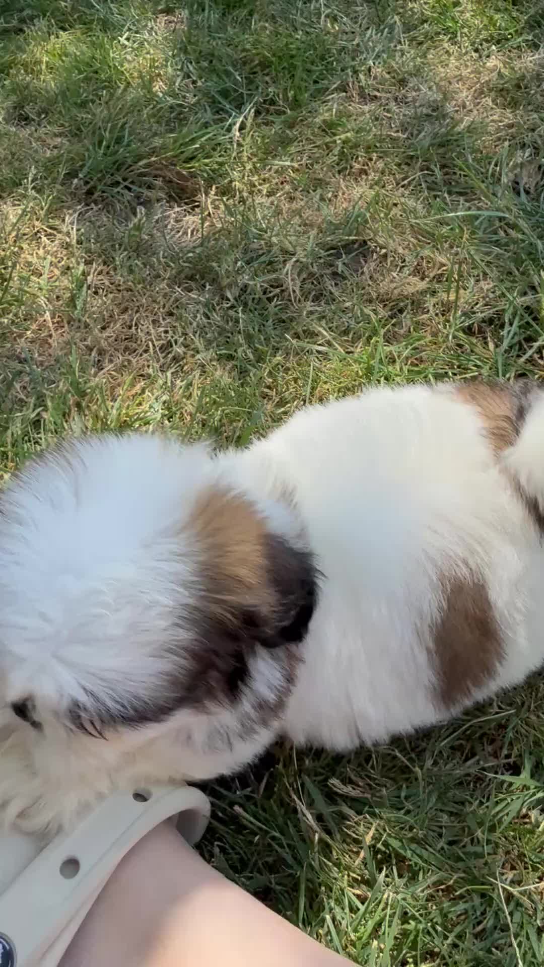 Shih Tzu honden te koop: Prachtig Shih Tzu teefje  - Video 1