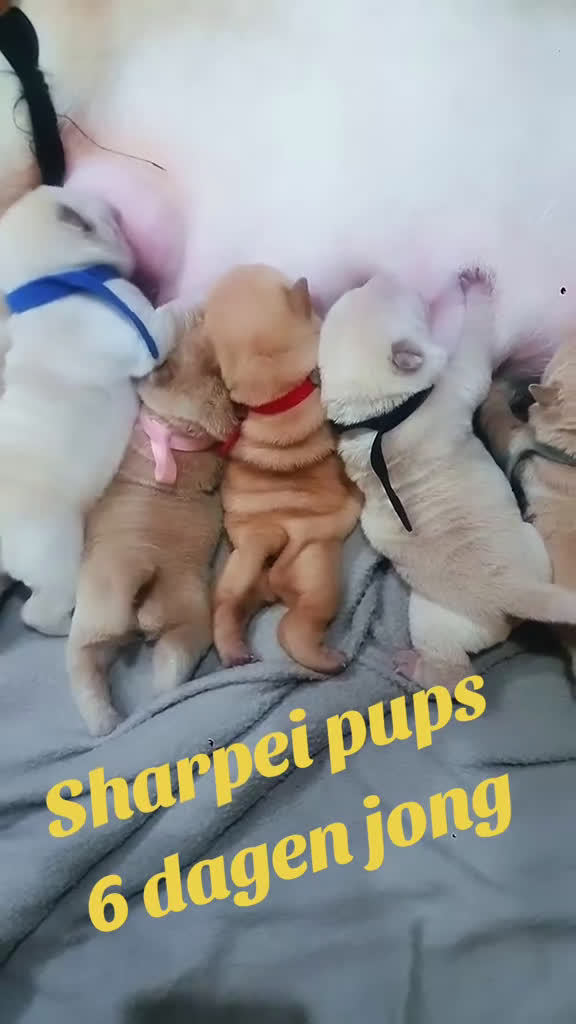 Shar Pei honden te koop: Sharpei pups - Video 1