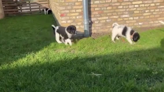 Friese Stabij honden te koop: Friese Stabij puppy's - Video 1