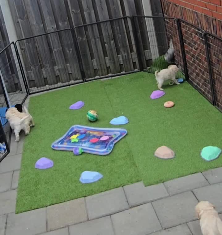 Labradoodle honden te koop: Poedel outcross pups | DNA-geteste ouderdieren - Video 2