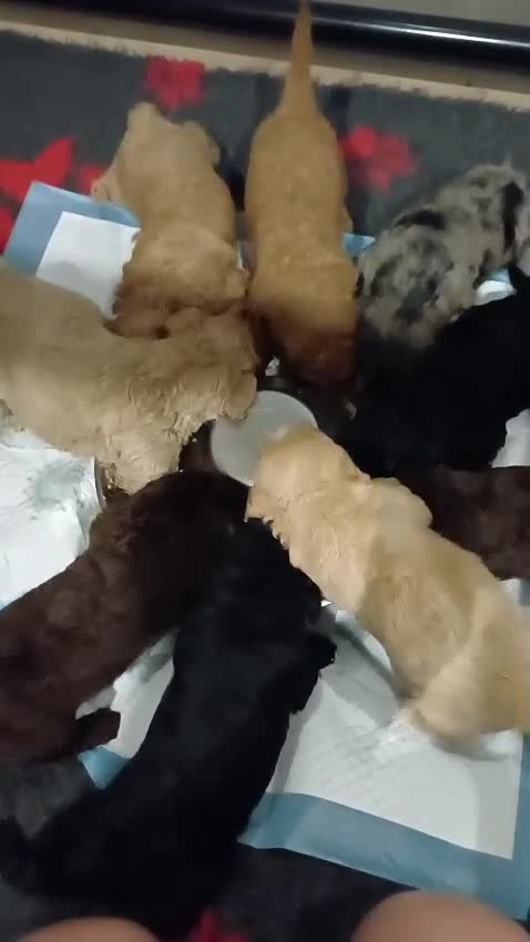 Labradoodle honden te koop: Prachtige multigen Labradoodles - Video 2