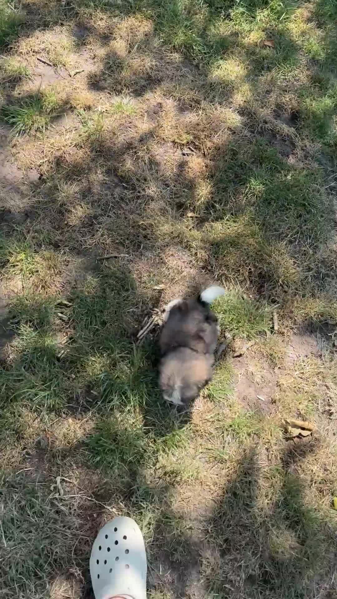 Shih Tzu honden te koop: Prachtig shih Tzu reutje  - Video 2
