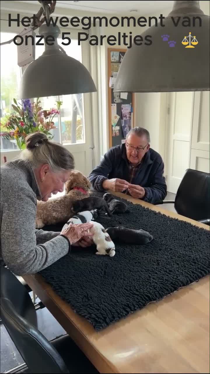 Kruising honden te koop: Mini Doodle pups – parels op zoek naar jouw hart!  - Video 3