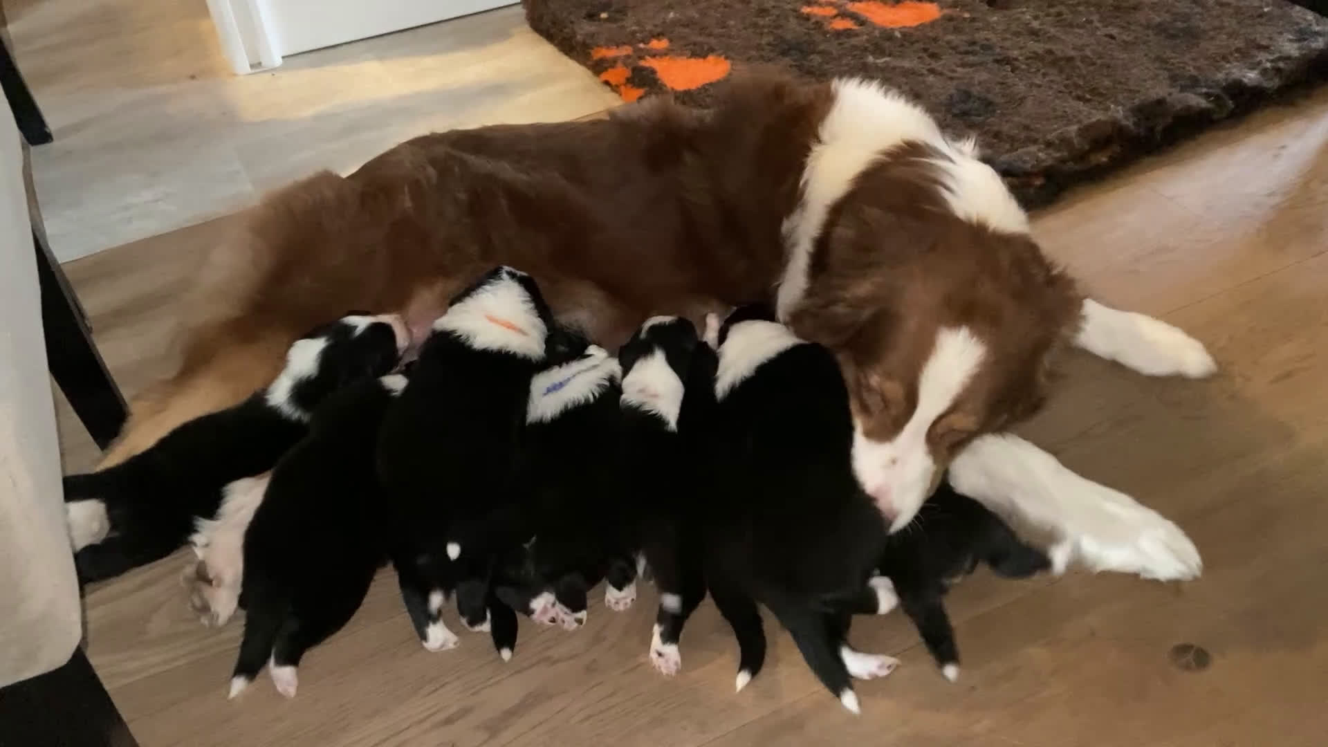 Australian Shepherd honden te koop: Australian Shepherd pups - Video 4