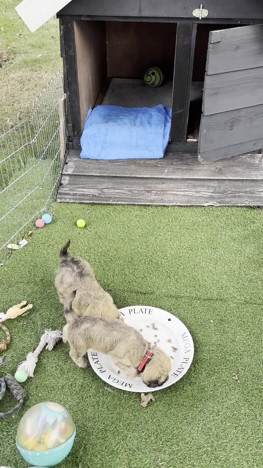 Overig honden te koop: Schattige Puppy's te koop - Video 3