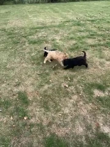 Cockapoo honden te koop: Cockapoo pups - Video 1