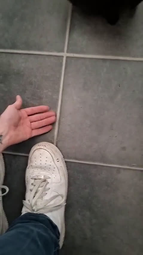 Pomeriaan honden te koop: 3 rui pomeriaan pups te koop - Video 4