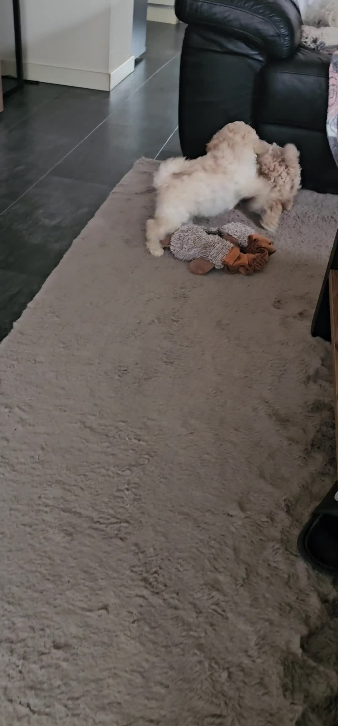 Poedel Toy honden te koop: Schattige Toypoedel pups uit goed geteste ouders.  - Video 3