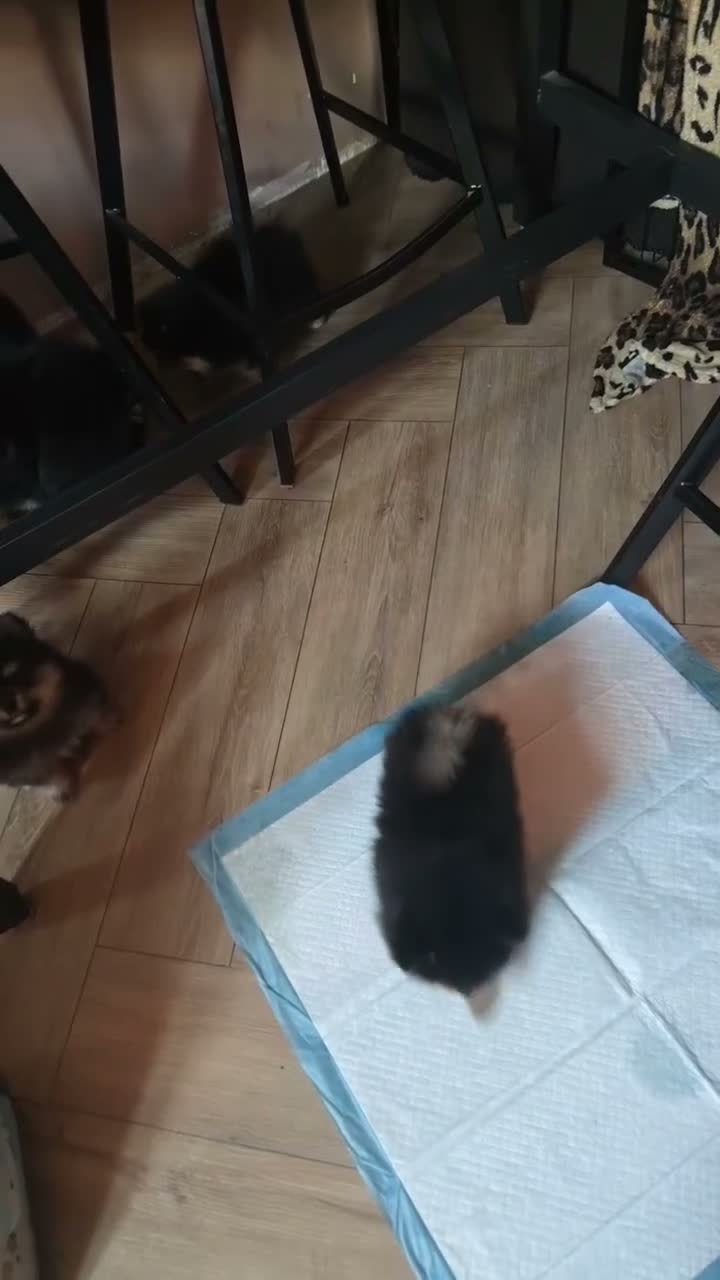 Pomeriaan honden te koop: Mooie pomeriaan pupjes - Video 1