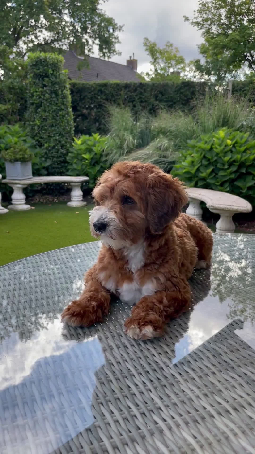 Maltipoo honden ter dekking: Dekreutje maltipoo, sjefke niet te koop. - Video 1