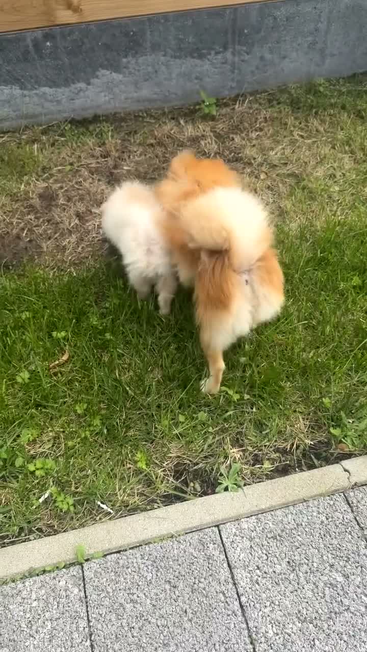 Pomeriaan honden te koop: Pomeriaan reutje - Video 3