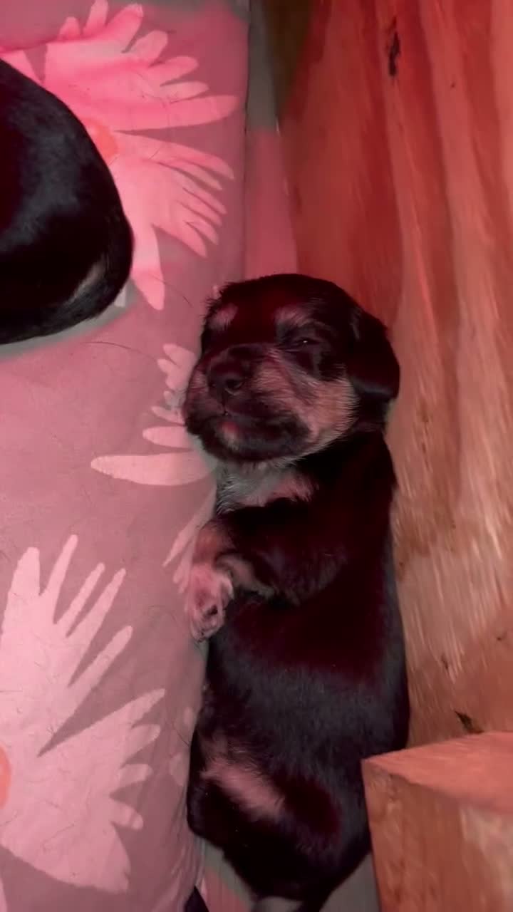 Kruising honden te koop: dwergteckel ❤️ maltezer  - Video 3