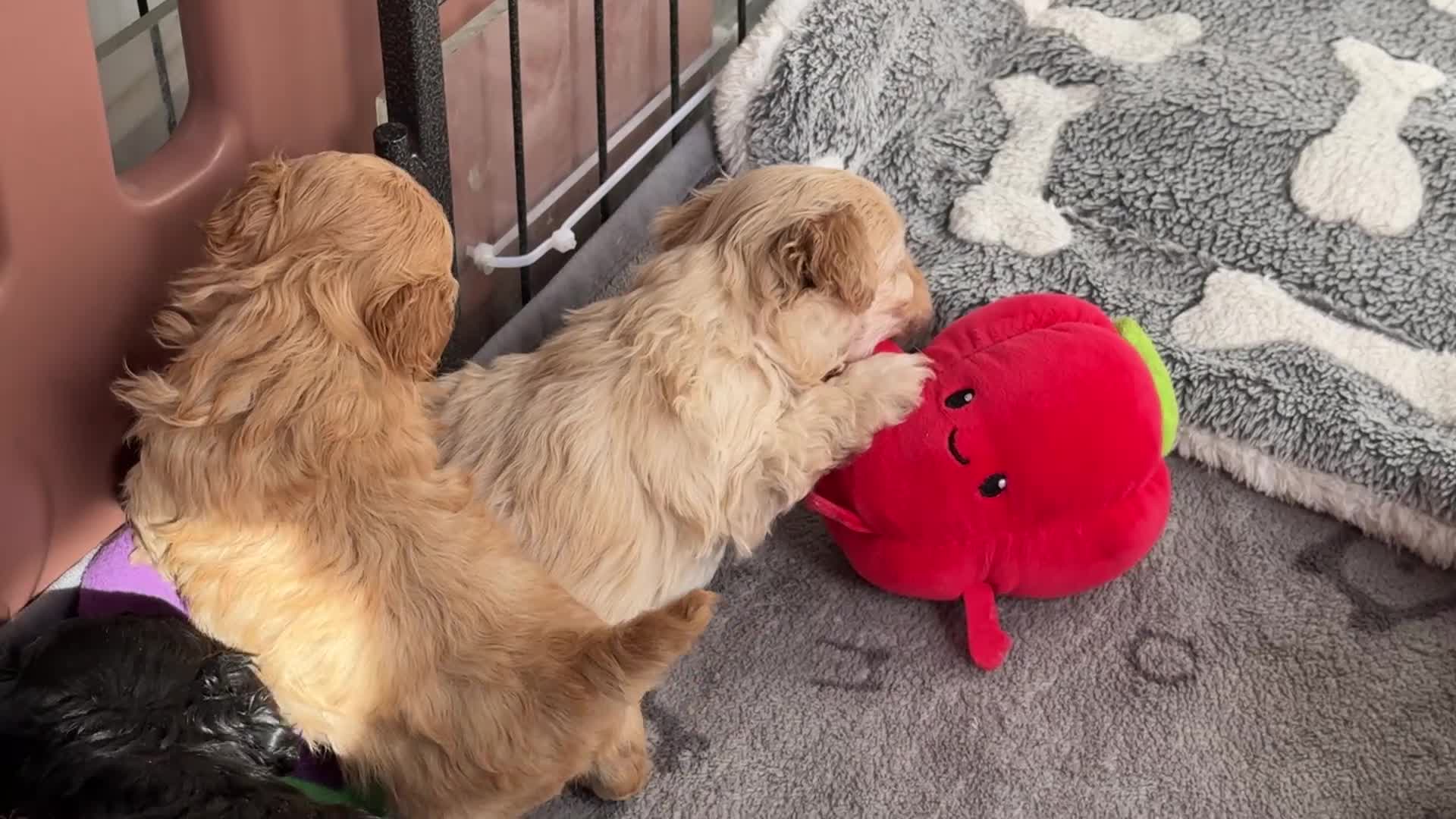 Kruising honden te koop: Mooie Havapoo pups - Video 1