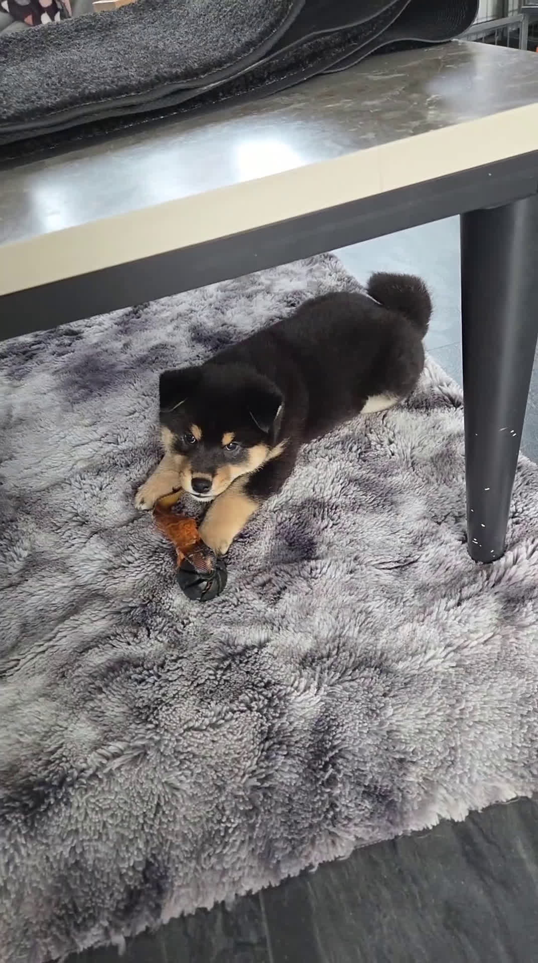 Shiba honden te koop: TOP PUPPY - Video 1