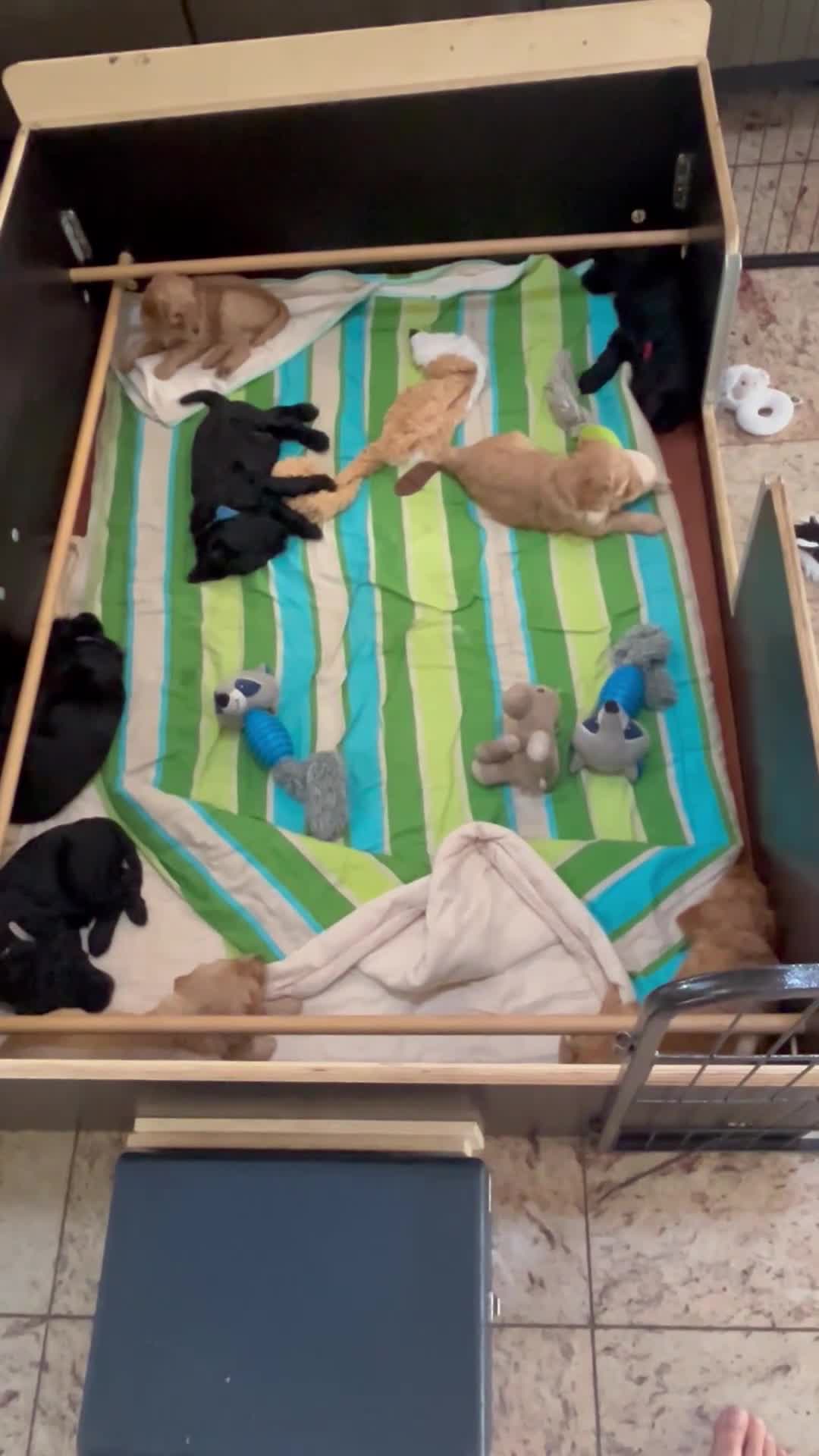 Labradoodle honden te koop: Medium labradoodel in Kwintsheul - Video 2