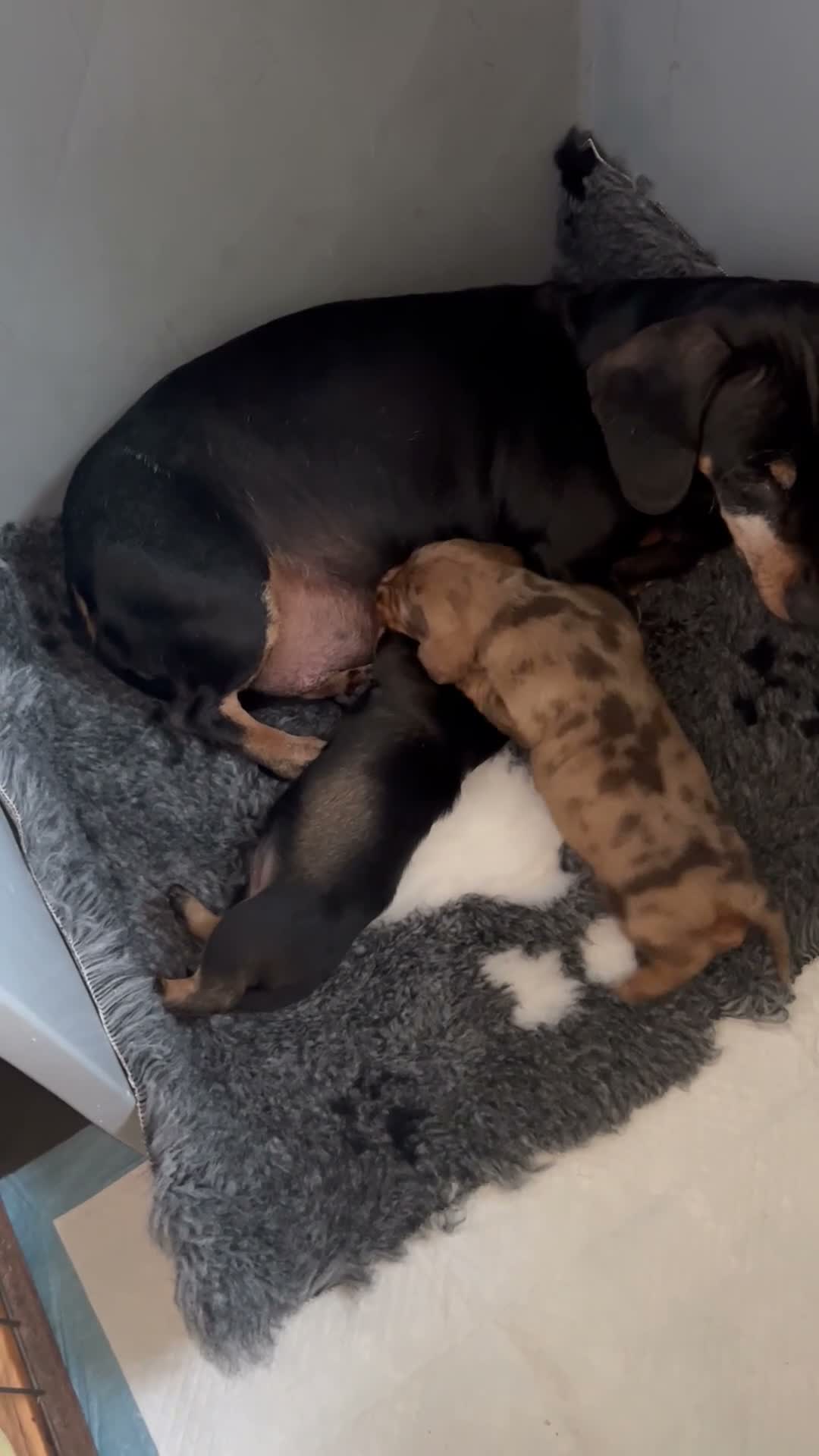 Dwergteckel honden te koop: Vrolijke ruwharige dwergteckels  - Video 1