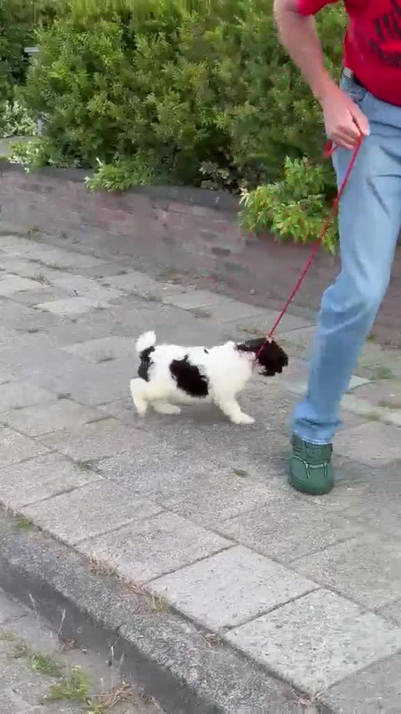 Spaanse Waterhond honden te koop: Spaanse Waterhond pups - Video 1
