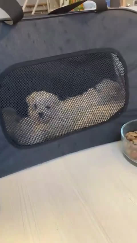 Maltezer honden te koop: Mini malzeter  - Video 2