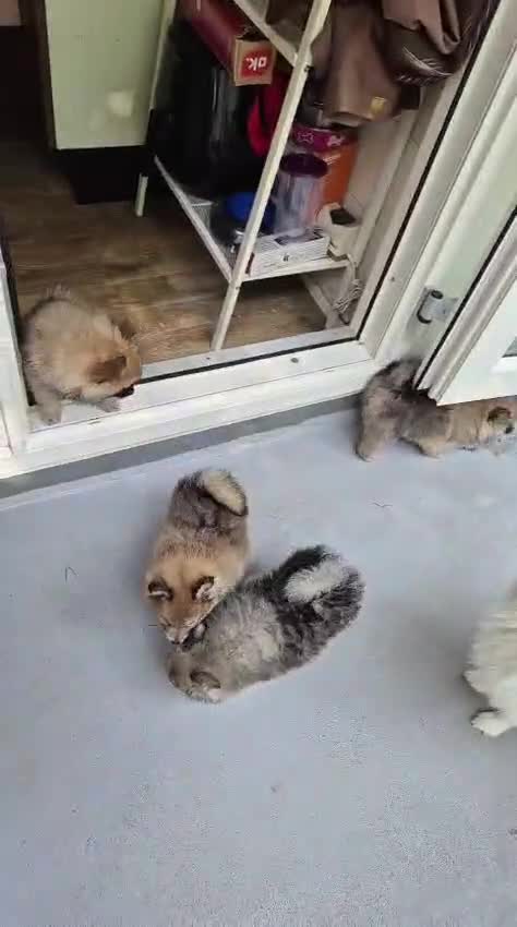 Kruising honden te koop: 4 Prachtige Keeshond/Pomeriaan pups (Oranje-Sabel) in Den Haag - Video 3