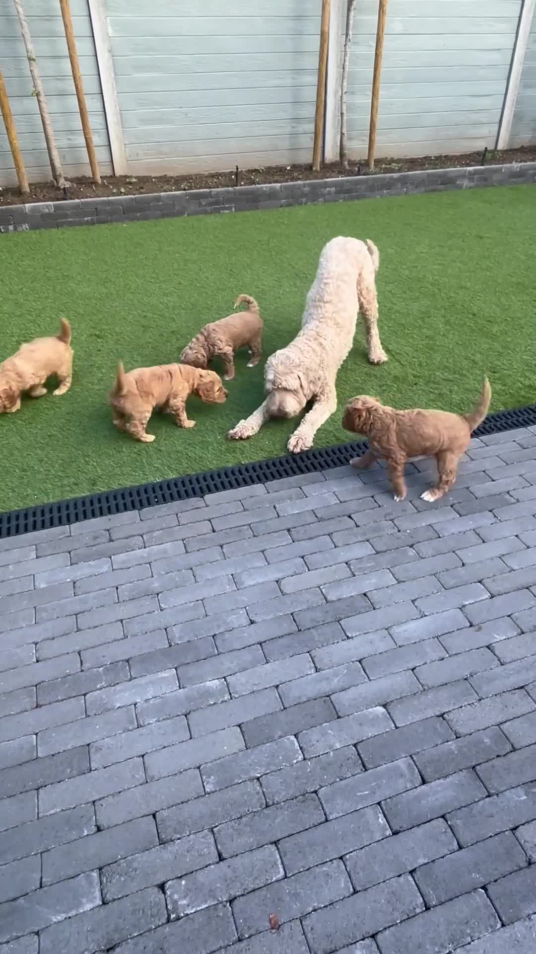 Australian Labradoodle honden te koop: Australian labradoodle pups - Video 1