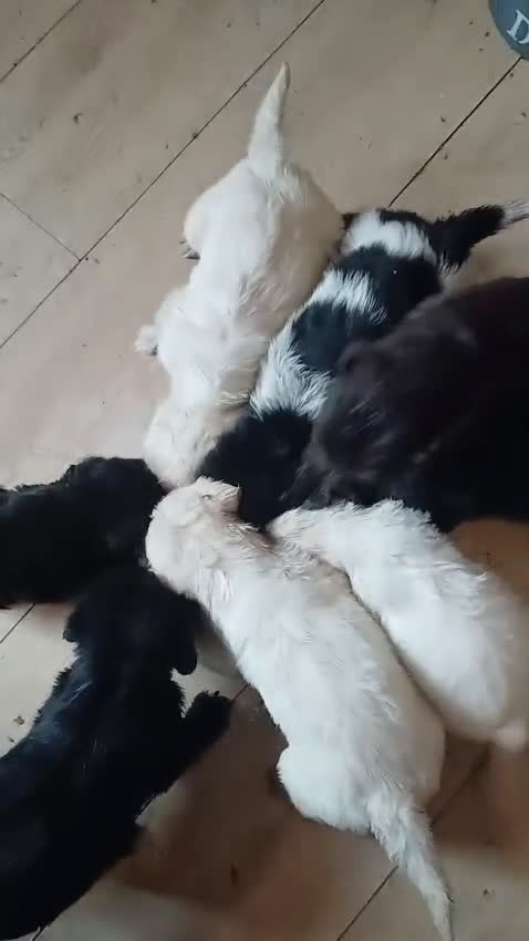 Kruising honden te koop: Een van deze prachtige pups is voor jou bedoeld? - Video 1