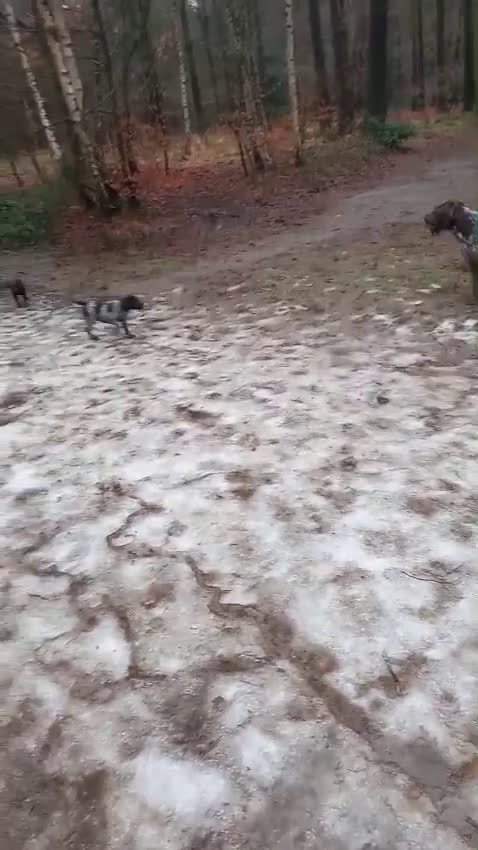 Kruising honden te koop: Ze zijn voor jou onze vier liefste laatste puppy's - Video 2