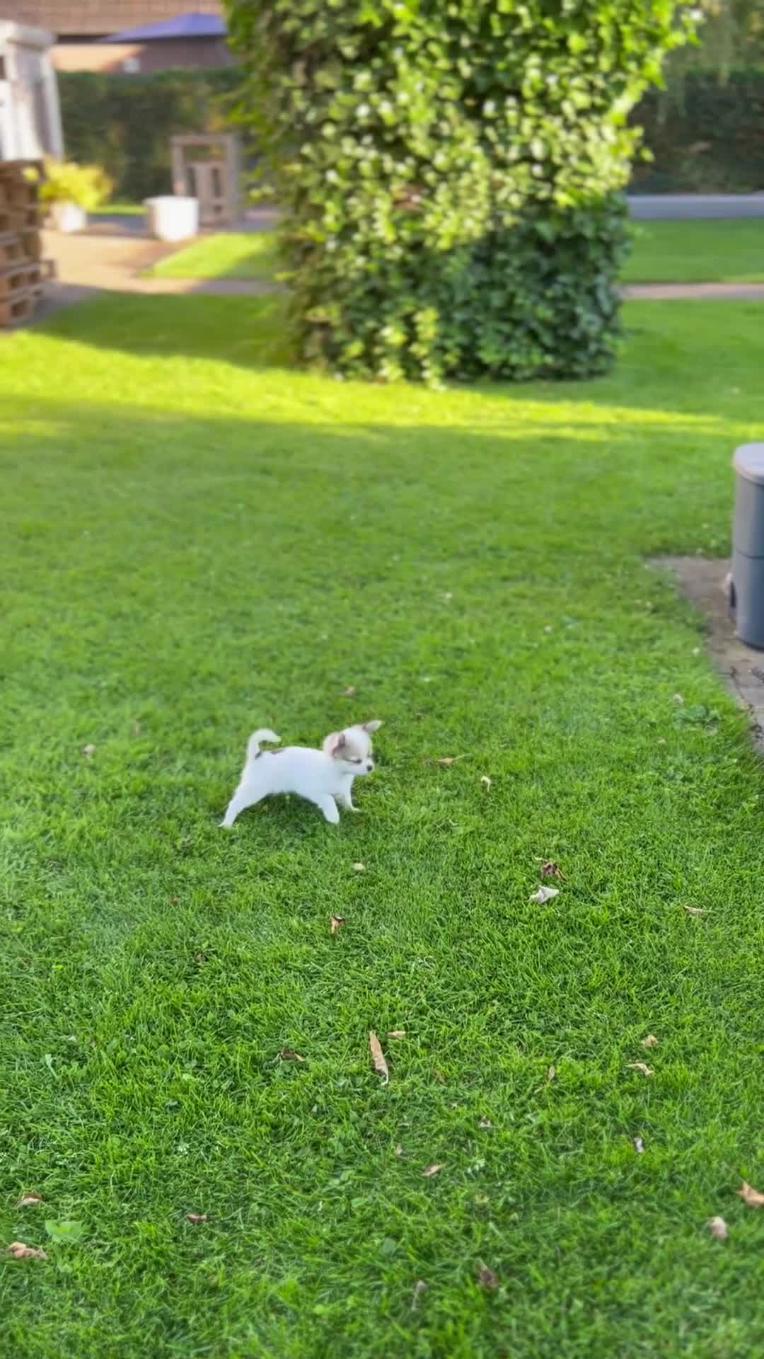 Chihuahua honden te koop: Mooie langharige chihuahua pups - Video 1