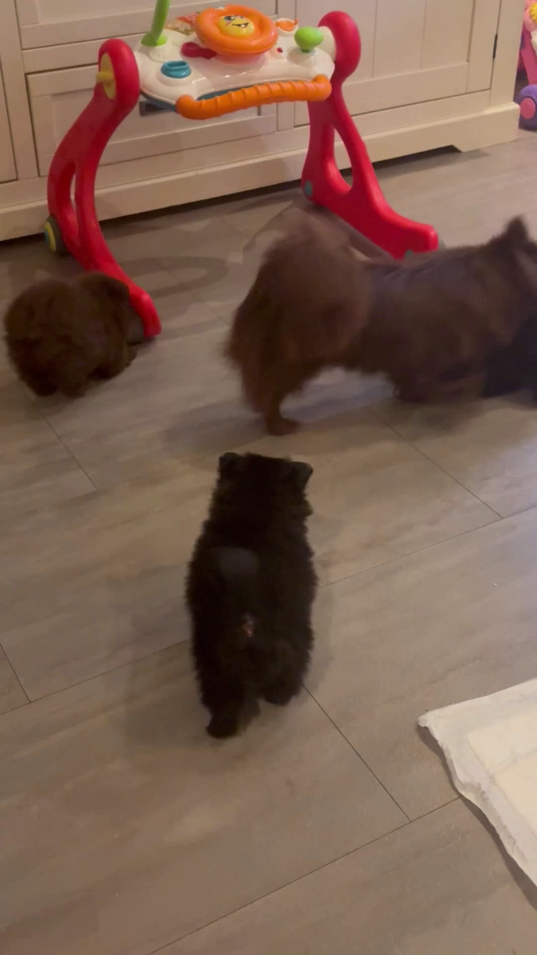 Pomeriaan honden te koop: Pomeriaan pups  - Video 2