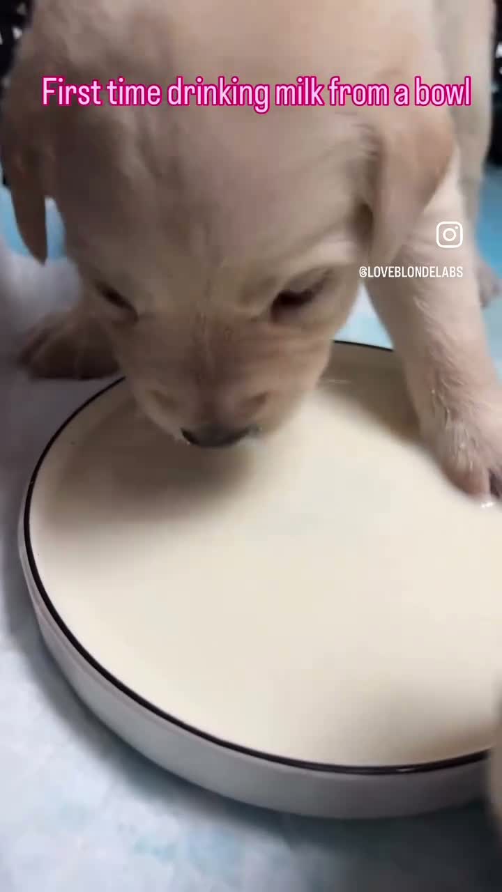 Labrador Retriever honden te koop: Raszuivere Labrador pups blond | Vader is kampioen in Twijzel - Video 1