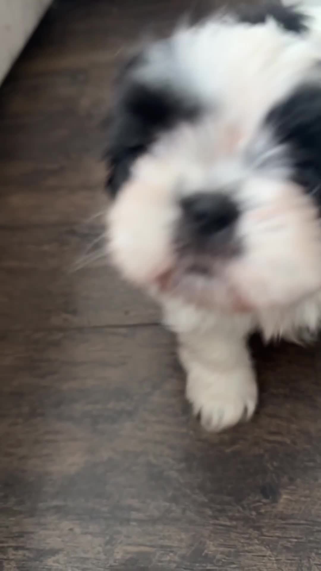 Shih Tzu honden te koop: Shih -Tzu reutje  - Video 1
