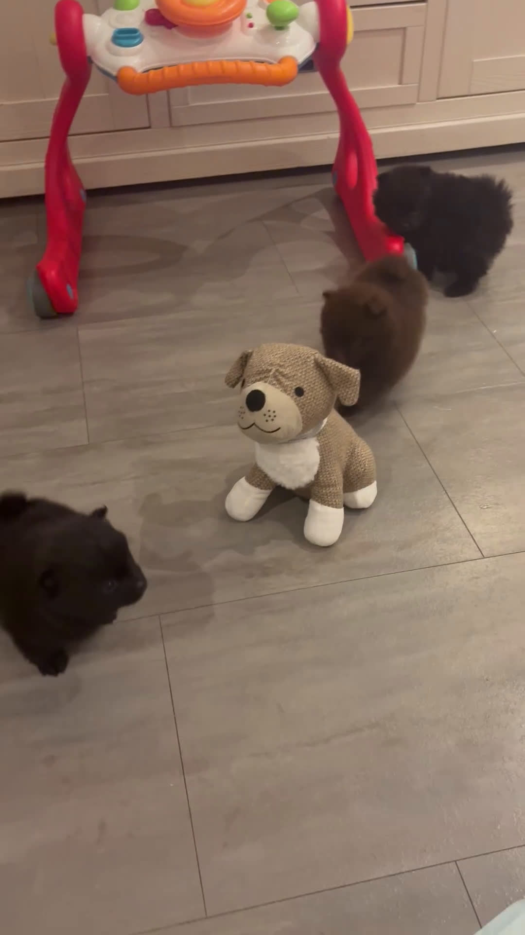 Pomeriaan honden te koop: Pomeriaan pups  - Video 1