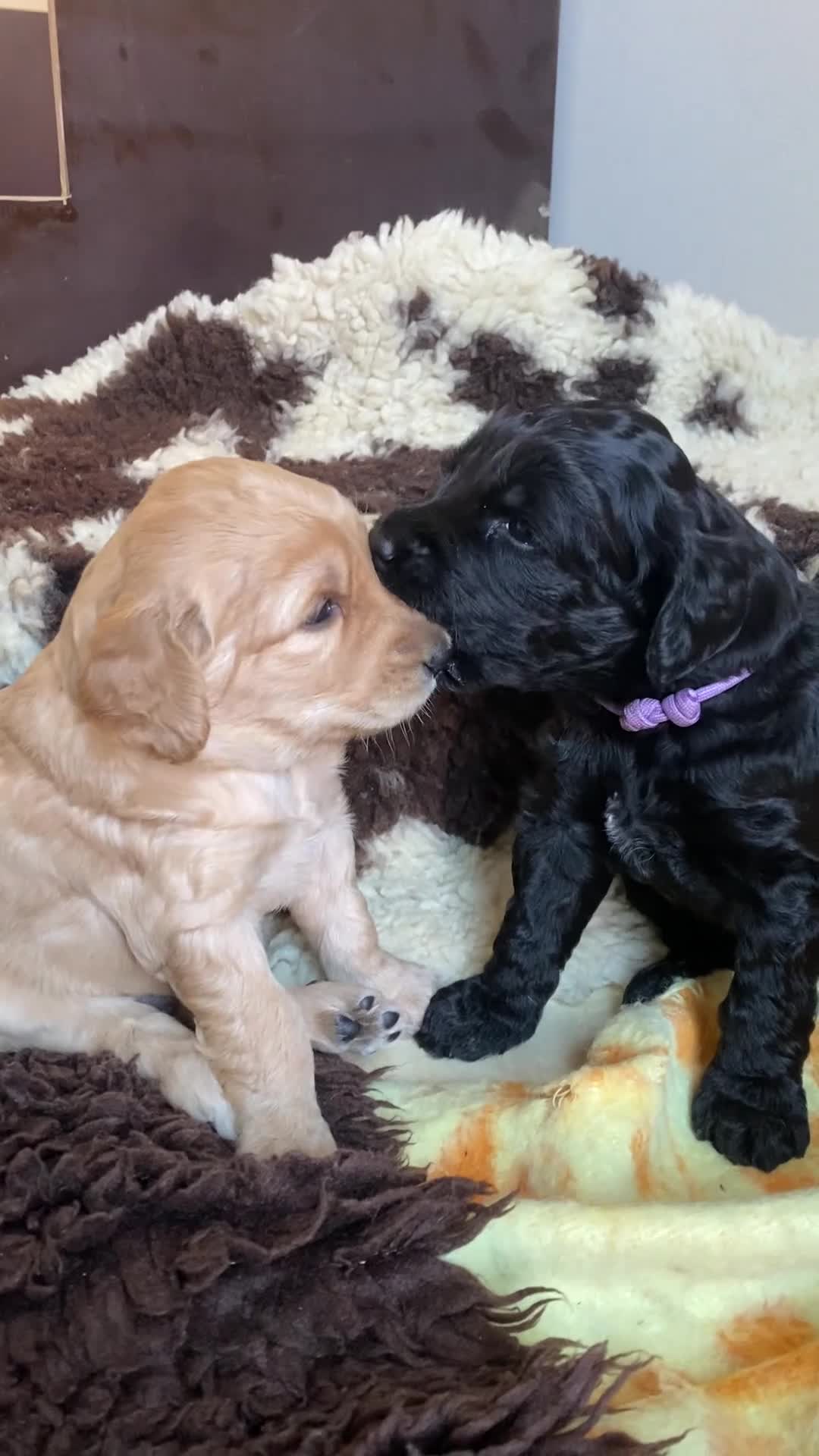 Australian Labradoodle honden te koop: Prachtige Australiën Labradoodle pup💗 - Video 2