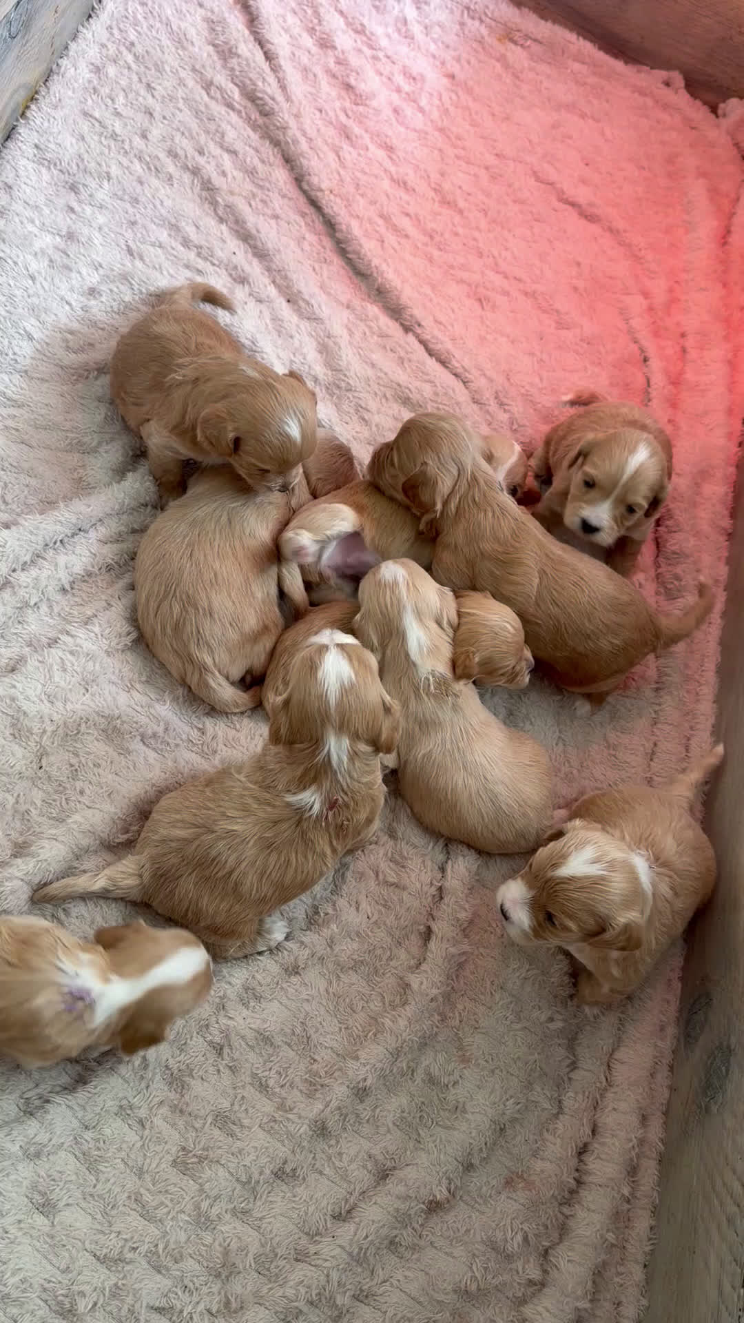 Maltipoo honden te koop: Nog 1 mannetje na annulering  MALTIPOO PUPS🩷🩵 - Video 1