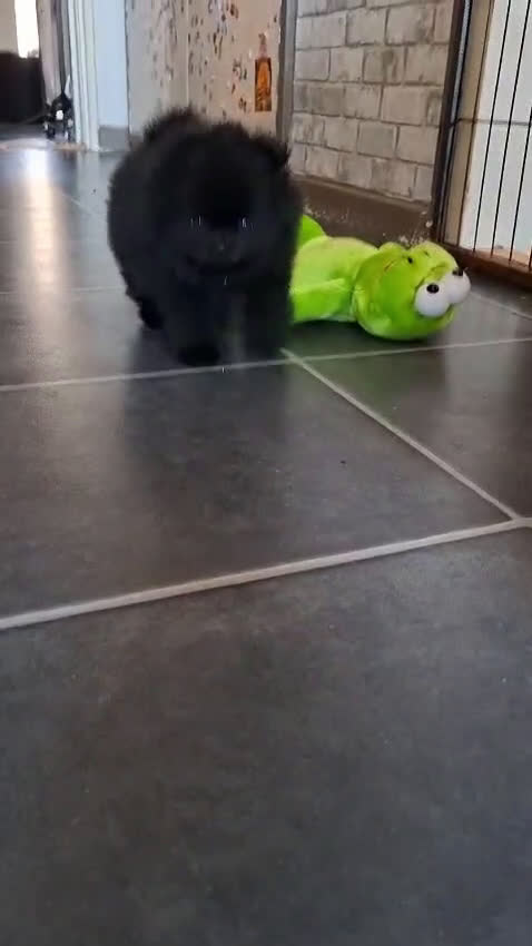 Pomeriaan honden te koop: 3 rui pomeriaan pups te koop - Video 5