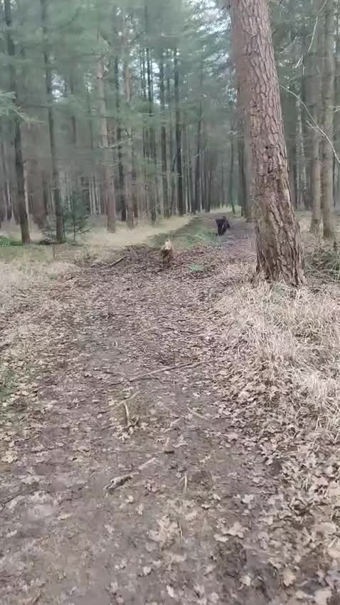 Australian Labradoodle honden te koop: Prachtig nestje Australian Labradoodles  - Video 2