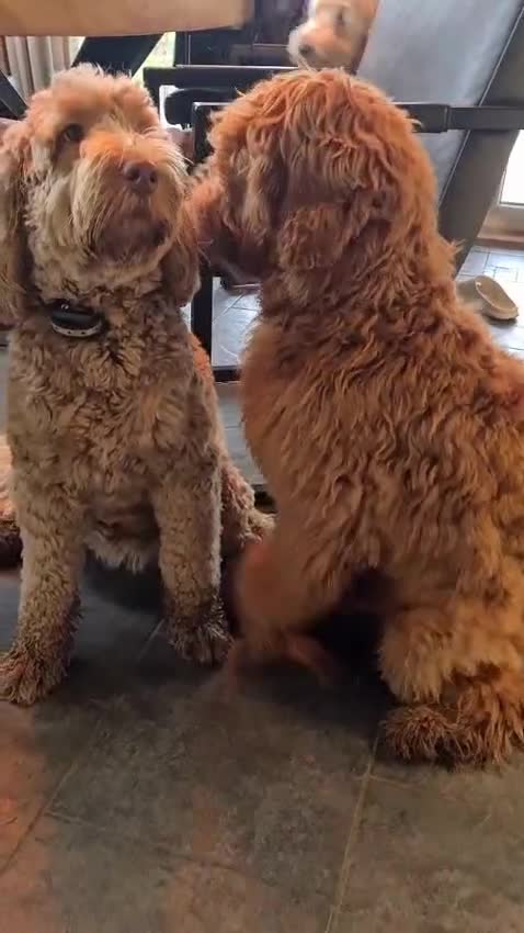 Goldendoodle honden ter dekking: Exclusieve Dekreu Beschikbaar – Milo - Video 2