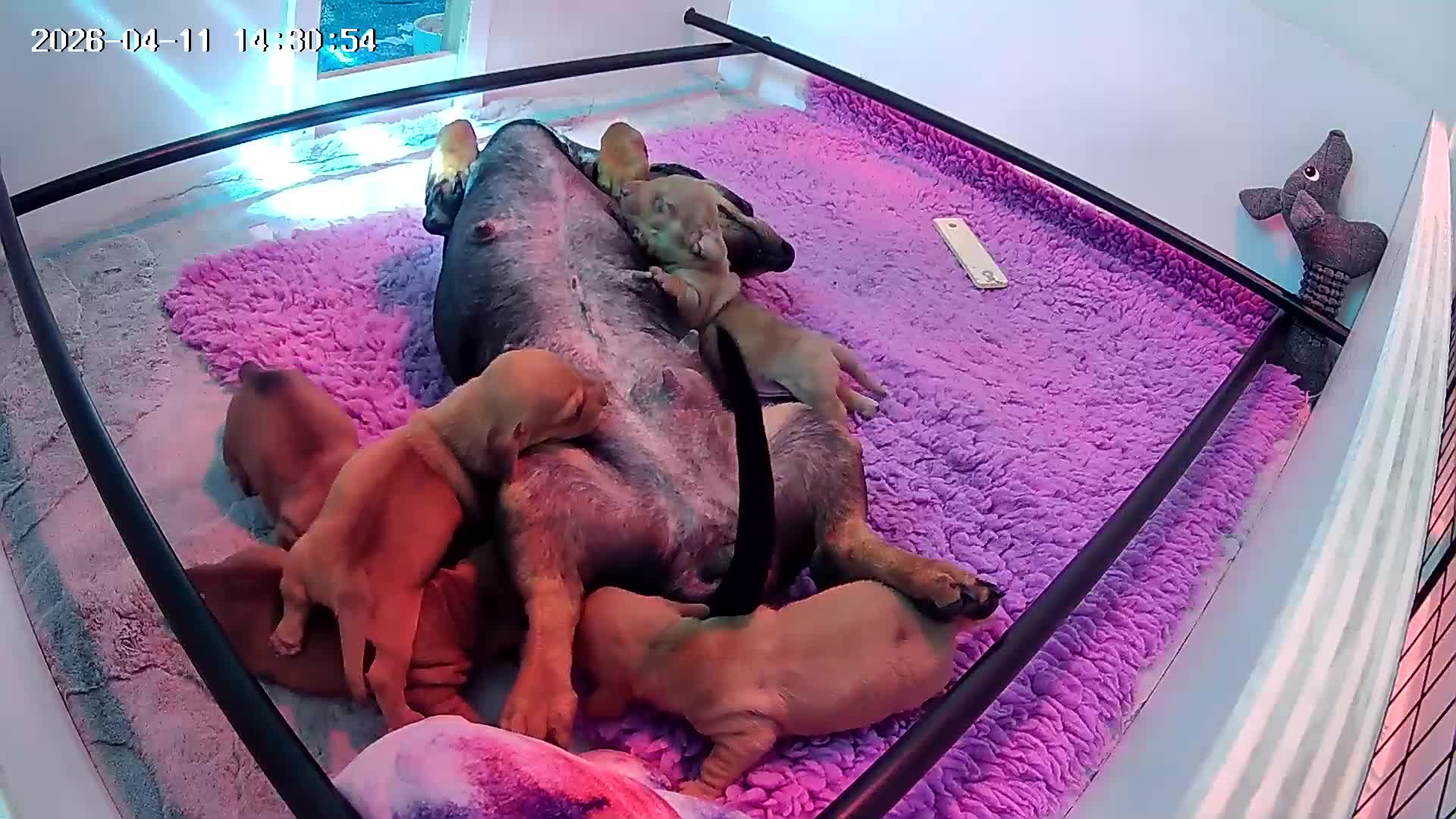 Teckel (korthaar)  honden te koop: Dwergteckel pup kortharig cream blond!!! - Video 1